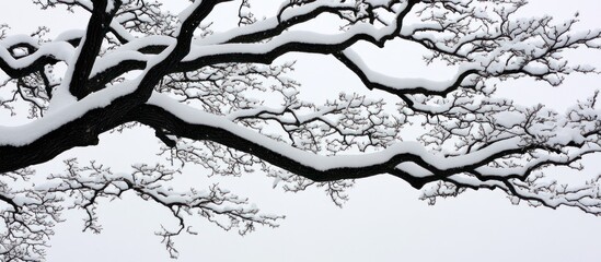 Obraz premium Snow-laden branches create a striking contrast against the winter sky scenery