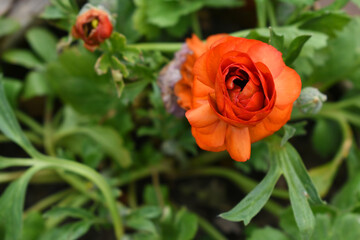 Beautiful red ranunculus flowers growing in an outdoor flower garden. ranunculus flower closeup,...