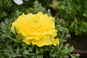 Beautiful yellow ranunculus flowers growing in an outdoor flower garden. ranunculus flower closeup, yellow blooming flower, rose flower