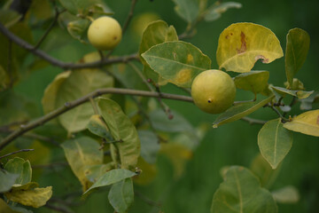 unripe green oranges on tree, close-up of a beautiful orange tree with green oranges, fruit hanging on a tree, Close-up of unripe oranges hanging on a tree, Chakwal, Punjab, Pakistan