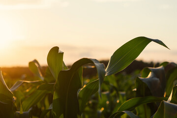 Close-up view of corn leaves glowing in the warm evening sunlight, with a blurred background of a vast field stretching into the distance.