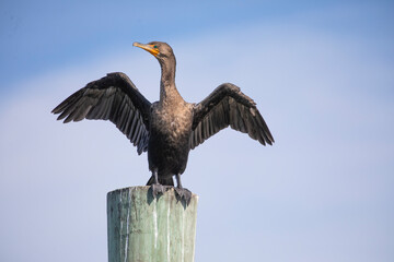 A double-crested cormorant standing on a piling with wings outstretched against a blue sky