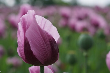 pink poppy in macro approximation