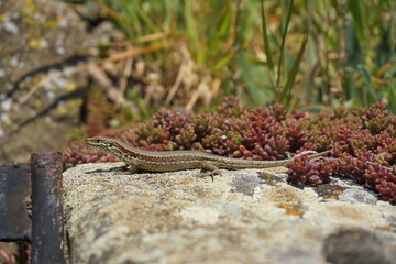lizard on a rock in the park