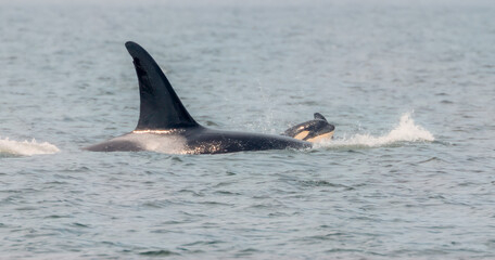 A transient orca with a calf in Puget Sound