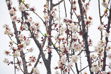 Apricot blossom flowers, Spring blossoms, apricot blossom, apricot tree in garden, Blooming fruit tree. Spring flowering of trees. apricot tree flower closeup