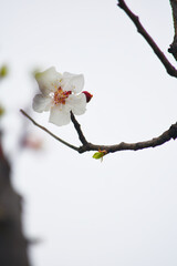 Apricot blossom flowers, Spring blossoms, apricot blossom, apricot tree in garden, Blooming fruit tree. Spring flowering of trees. apricot tree flower closeup