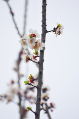 Apricot blossom flowers, Spring blossoms, apricot blossom, apricot tree in garden, Blooming fruit tree. Spring flowering of trees. apricot tree flower closeup