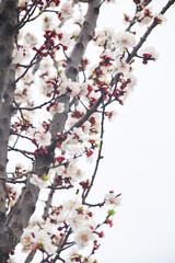 Apricot blossom flowers, Spring blossoms, apricot blossom, apricot tree in garden, Blooming fruit tree. Spring flowering of trees. apricot tree flower closeup