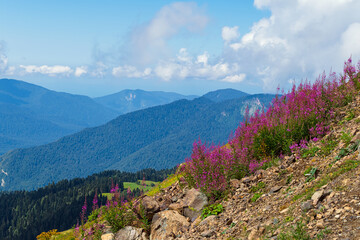 Fireweed flowers on a slope high in the mountains - panorama