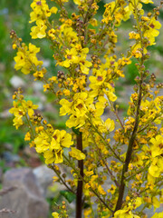 blooming yellow Verbascum densiflorum close-up