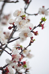 Apricot blossom flowers, Spring blossoms, apricot blossom, apricot tree in garden, Blooming fruit tree. Spring flowering of trees. apricot tree flower closeup