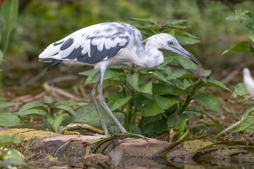 An immature Little Blue Heron walking on a log along the Silver River