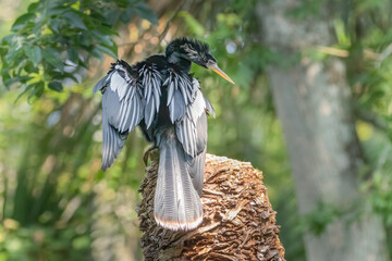 A male anhinga perched on top of a dead palm tree along the Silver River