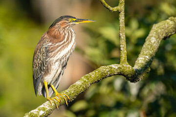 A green heron standing on a branch along the Silver River