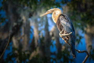 A female anhinga perched on a branch along the Silver River