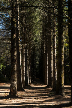 Tunnel of tall pine trees at Mt Wilson