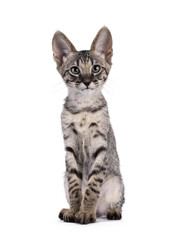 Cute Savannah cat kitten, siting up facing front. Looking towards camera. Isolated on a white background.