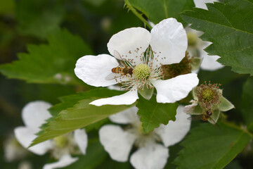 Blackberry flowers blooming in the garden, Beautiful in spring bloom garden. Blackberry bush with white flowers, Blossoming blackberry bush and bee, sunny spring day, Chakwal, Punjab, Pakistan