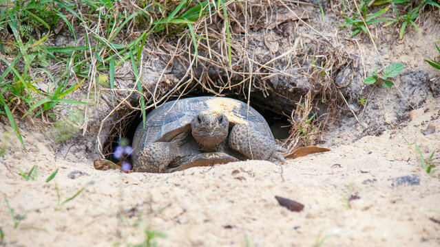 A gopher tortoise at the edge of its burrow at the Guana-Tolomato-Matanzas National Estuarine Research Reserve