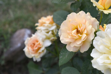 Beautiful yellow rose flower closeup in garden, A very beautiful rose flower bloomed on the rose tree, Rose flower, bloom flowers, Natural spring flower, Nature floral background,