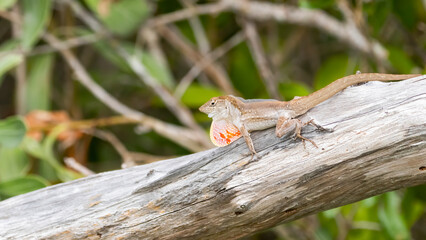A brown anole shedding its skin while resting on a log