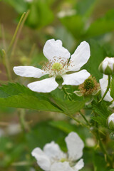 Blackberry flowers blooming in the garden, Beautiful in spring bloom garden. Blackberry bush with white flowers, Blossoming blackberry bush and bee, sunny spring day, Chakwal, Punjab, Pakistan