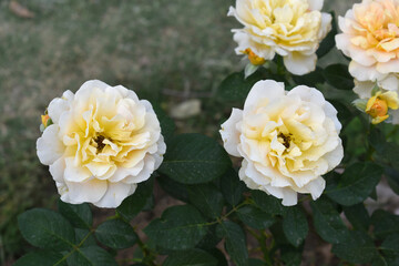 Beautiful yellow rose flower closeup in garden, A very beautiful rose flower bloomed on the rose tree, Rose flower, bloom flowers, Natural spring flower, Nature floral background,