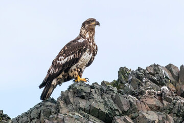 A juvenile bald eagle perched on rocks in Alaska