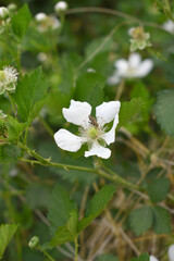 Blackberry flowers blooming in the garden, Beautiful in spring bloom garden. Blackberry bush with white flowers, Blossoming blackberry bush and bee, sunny spring day, Chakwal, Punjab, Pakistan