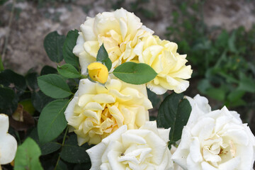 Beautiful yellow rose flower closeup in garden, A very beautiful rose flower bloomed on the rose tree, Rose flower, bloom flowers, Natural spring flower, Nature floral background,