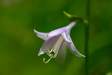 The flower is opening on the stalks of my Hosta Plant in Windsor in Upstate NY in early Summer. ...