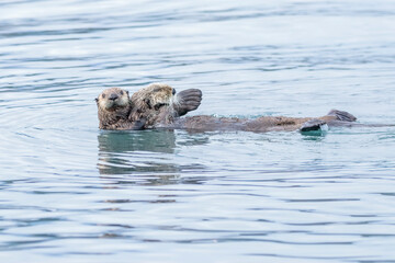 A baby sea otter hanging on to the back of the mother and the mother has her webbed front foot in...