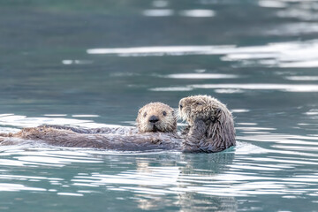A mother sea otter with her pup and the pup has its head on the mother's chest and is looking at the camera while the mother has her front feet on her head