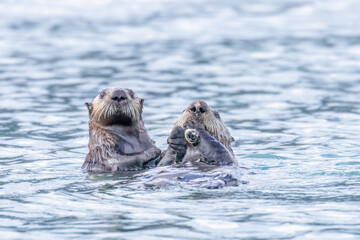 Fototapeta premium Two sea otters with their heads above water looking at the camera