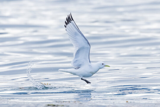 A black-legged kittiwake who has just touched the water and its wings are outstretched 