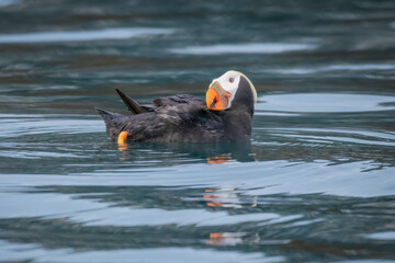 A tufted puffin preening 