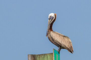 An adult brown pelican perched on a channel marker along the intracoastal waterway