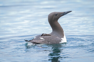A common murre swimming in the water