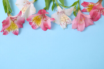 Fresh alstroemeria flowers in pink and white tones arranged on a pastel blue background. Minimal floral border. Copy space. Flat lay, top view