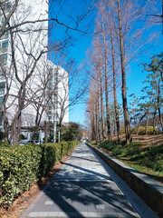 Winter Pedestrian Path with Bare Trees and Clear Blue Sky, Gimhe