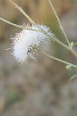 A blooming Creeping Thistle plant, Creeping thistles flower at the meadow. wild flower bloom, thistle in seed, natural flower, creeping thistle flower closeup, Closeup of fluffy creeping thistles seed