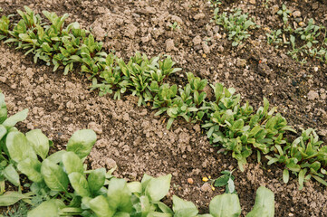 Fresh green spinach growing in rows in a garden