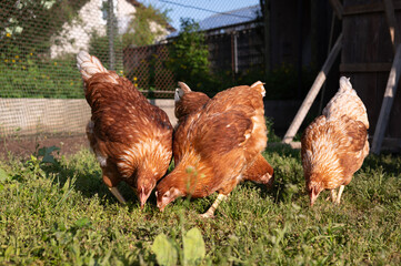 Free-range chickens foraging in sunlit backyard garden