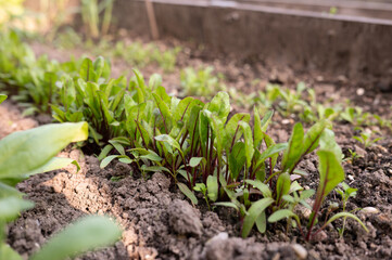 Fresh green seedlings growing in a vegetable garden bed in springtime