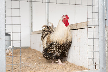 Majestic rooster in farm enclosure