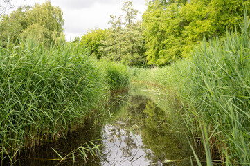 Serene narrow river pathway lined with lush green reeds and trees on a cloudy day