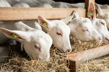White goats eating hay in barn stall