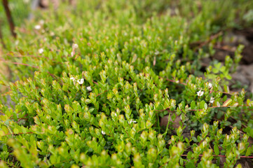 Vibrant green foliage with tiny white flowers in natural setting