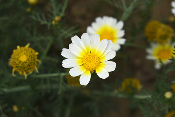 White Yellow Crown Daisy, Close-up of a white and yellow crown daisy flower, blooming in nature,...